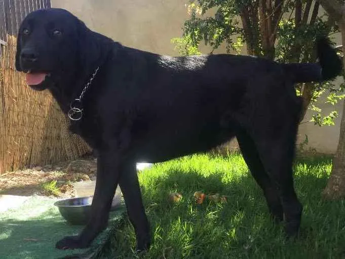 Cachorro ra a Labrador idade 1 ano nome Mel