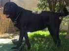 Cachorro raça Labrador idade 1 ano nome Mel