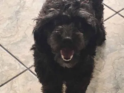 Cachorro raça Poodle com coks Spaniel  idade 2 anos nome Pretinha 