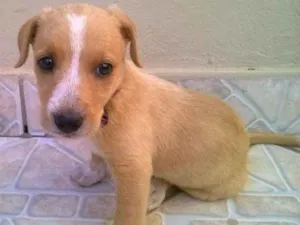 Cachorro raça SRD idade Abaixo de 2 meses nome BELINHA