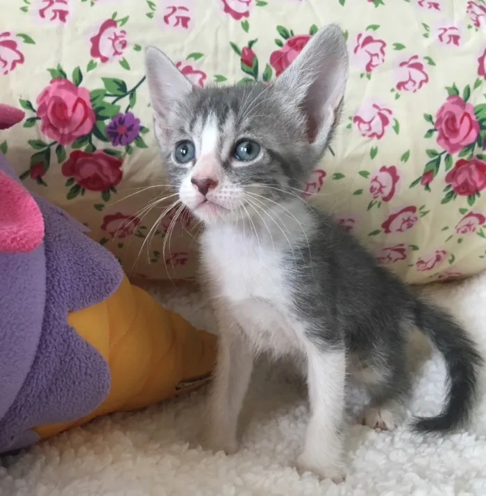 Gato ra a SRD idade Abaixo de 2 meses nome CEREJA