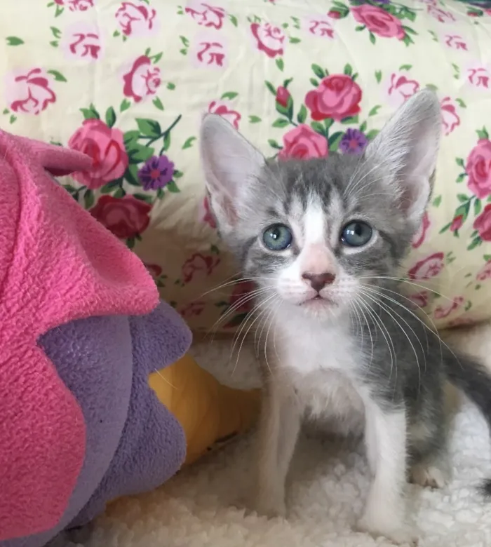 Gato ra a SRD idade Abaixo de 2 meses nome CEREJA