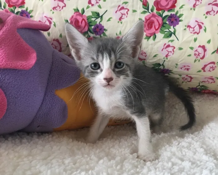 Gato ra a SRD idade Abaixo de 2 meses nome CEREJA