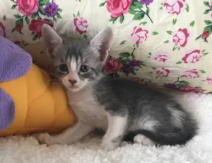 Gato raça SRD idade Abaixo de 2 meses nome CEREJA