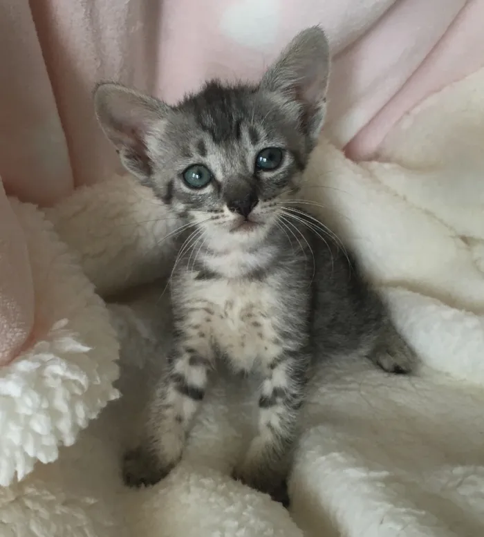 Gato ra a SRD idade Abaixo de 2 meses nome FLOFI