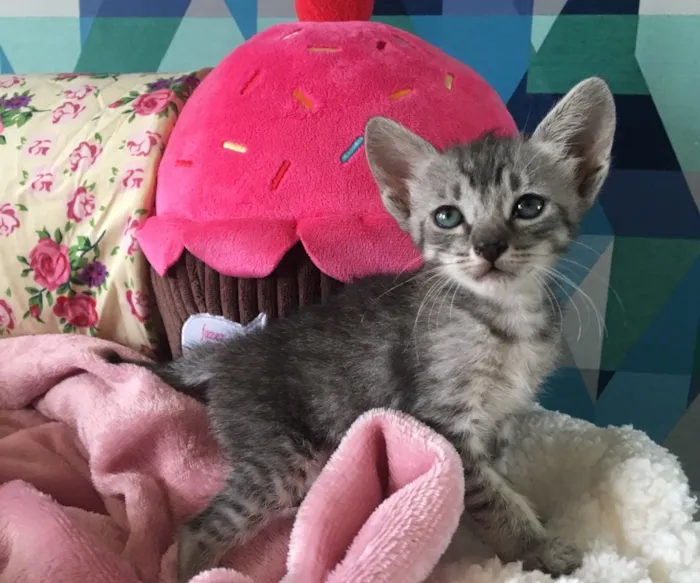 Gato ra a SRD idade Abaixo de 2 meses nome FLOFI