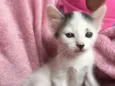 SNOWBELL