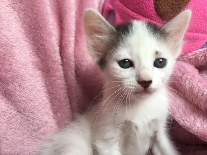Gato ra a SRD idade Abaixo de 2 meses nome SNOWBELL