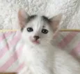 SNOWBELL