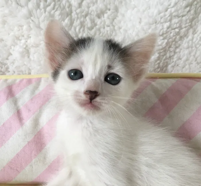 Gato ra a SRD idade Abaixo de 2 meses nome SNOWBELL