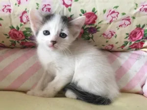 Gato raça SRD idade Abaixo de 2 meses nome SNOWBELL