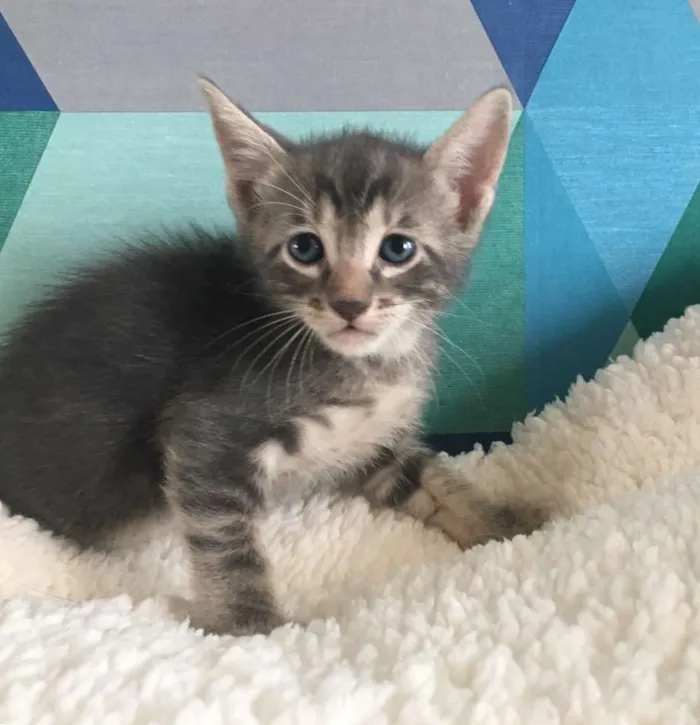 Gato ra a SRD idade Abaixo de 2 meses nome TIBÔ