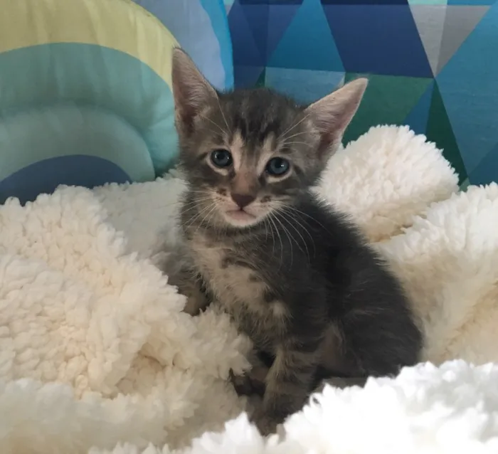 Gato ra a SRD idade Abaixo de 2 meses nome TIBÔ