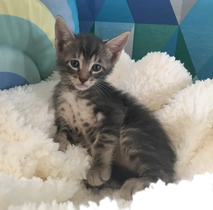 Gato ra a SRD idade Abaixo de 2 meses nome TIBÔ