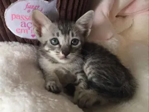 Gato raça SRD idade Abaixo de 2 meses nome FLOFI
