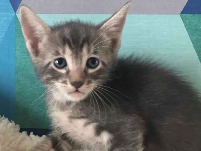 Gato ra a SRD idade Abaixo de 2 meses nome TIBÔ