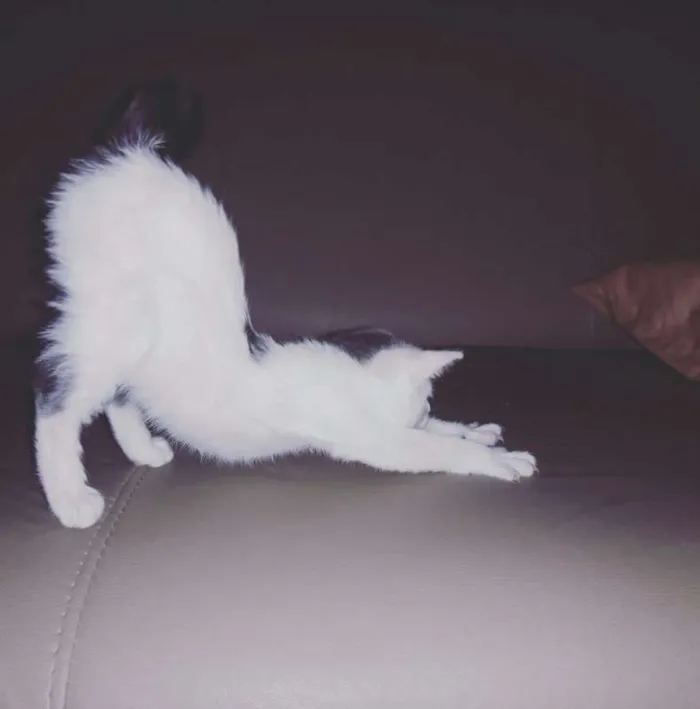 Gato ra a Indefinida idade 2 a 6 meses nome Diana