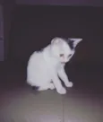 Diana