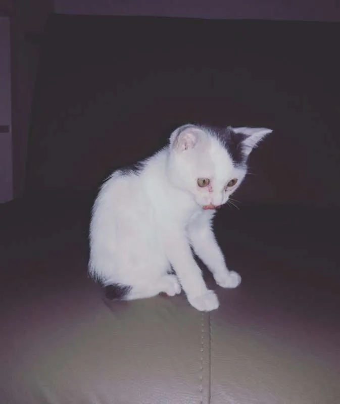 Gato ra a Indefinida idade 2 a 6 meses nome Diana