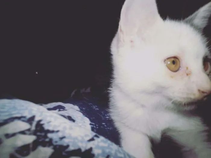 Gato ra a Indefinida idade 2 a 6 meses nome Diana