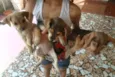 Mel, Pietra, Ludy