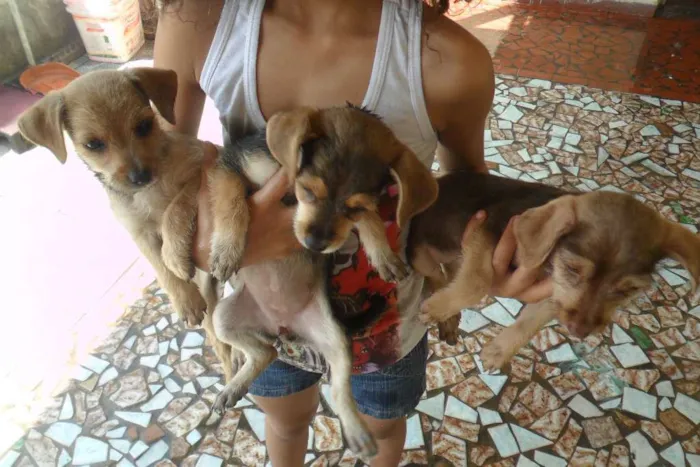 Cachorro ra a Vira Lata idade 2 a 6 meses nome Mel, Pietra, Ludy