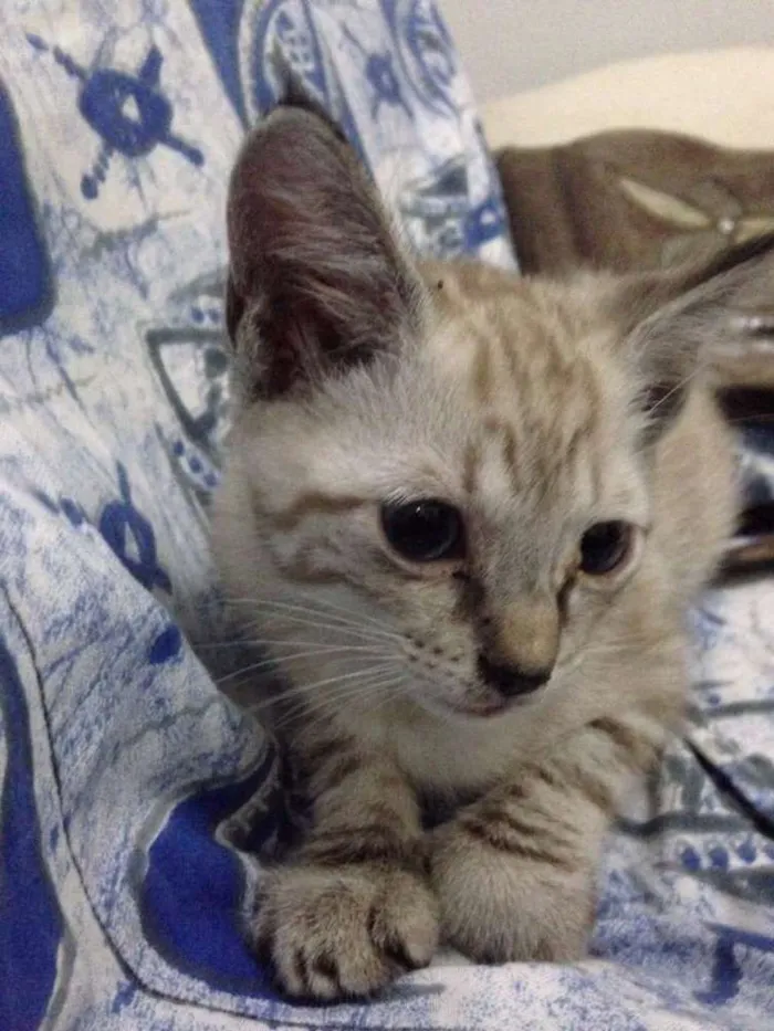 Gato ra a SRD idade Abaixo de 2 meses nome Manú