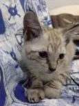 Manú