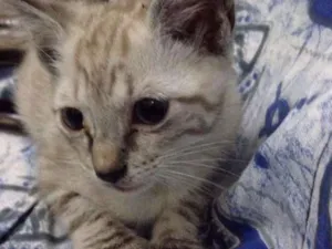 Gato raça SRD idade Abaixo de 2 meses nome Manú