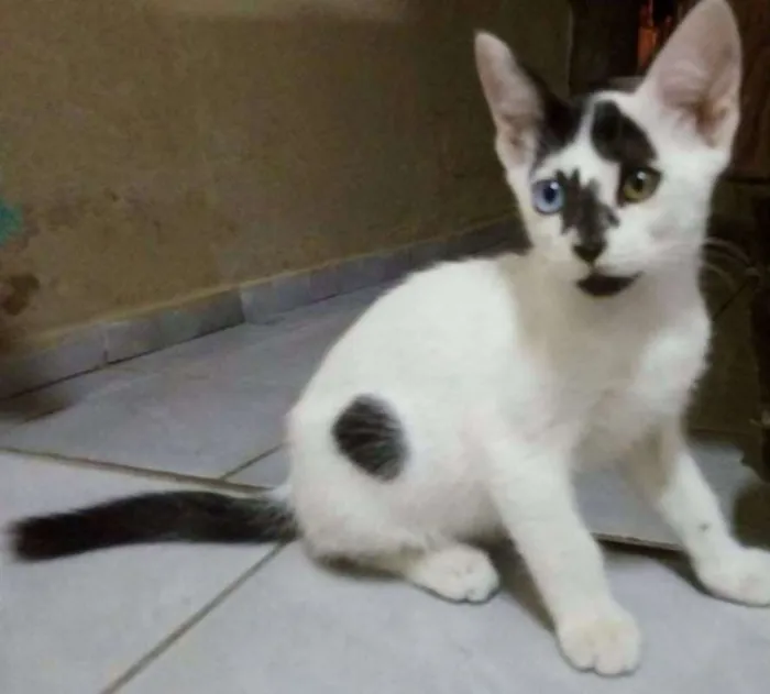 Gato raça  idade 2 a 6 meses nome Tesouro