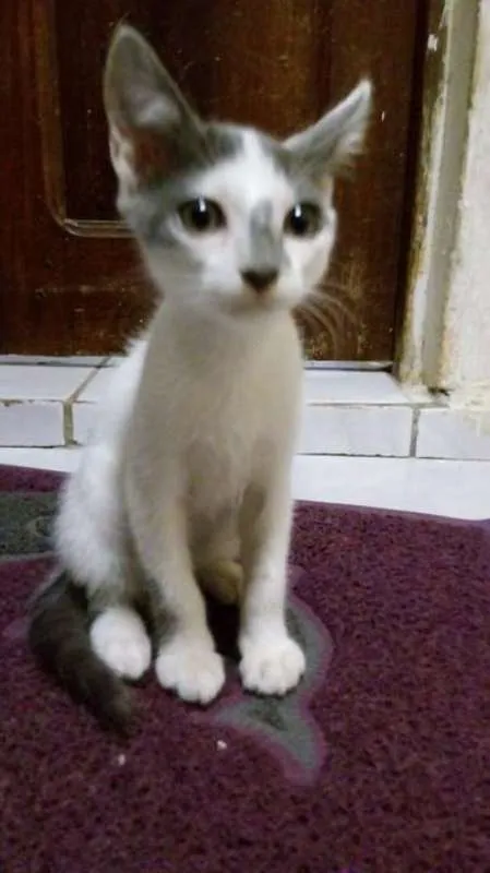 Gato raça  idade 2 a 6 meses nome Fifo
