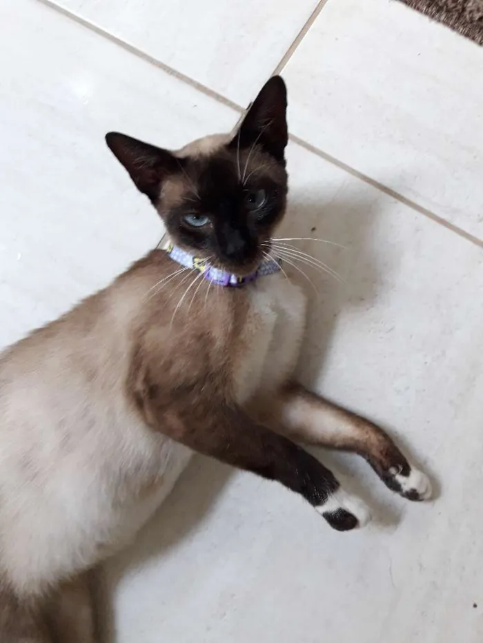 Gato raça Indefinida idade 7 a 11 meses nome  Maria Vitória 