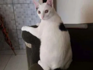 Gato raça  idade 1 ano nome George O'malley