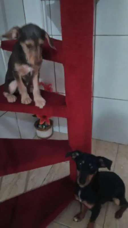 Cachorro ra a Indefinida idade 2 a 6 meses nome Cacau