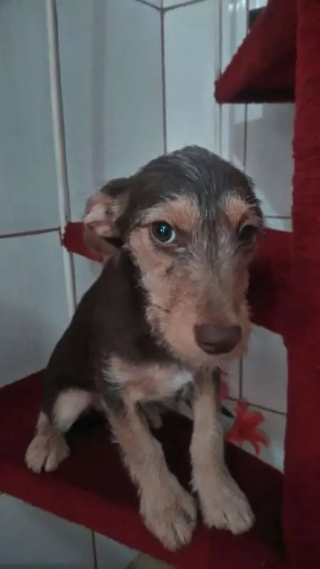 Cachorro ra a Indefinida idade 2 a 6 meses nome Cacau