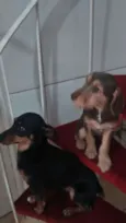 Cacau