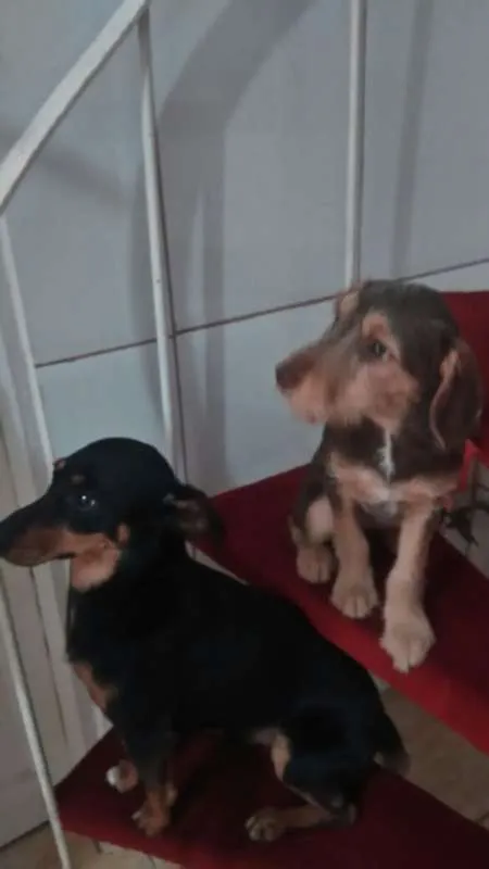 Cachorro ra a Indefinida idade 2 a 6 meses nome Cacau