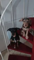 Cacau