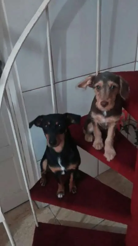 Cachorro ra a Indefinida idade 2 a 6 meses nome Cacau