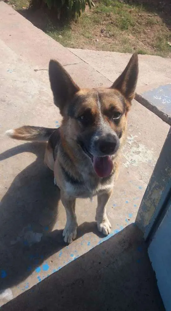 Cachorro ra a Pastor alemão com vira-lata idade 2 anos nome Thor