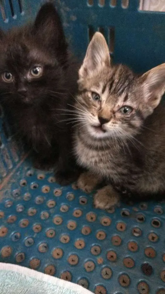 Gato ra a  idade 2 a 6 meses nome Diana e Sabrina