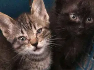 Gato raça  idade 2 a 6 meses nome Diana e Sabrina