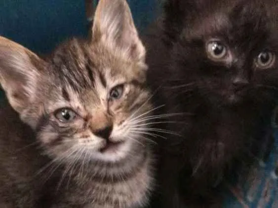 Gato ra a  idade 2 a 6 meses nome Diana e Sabrina
