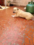 Mimi