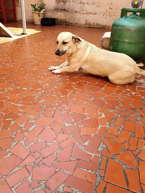 Cachorro ra a Srd idade 5 anos nome Mimi