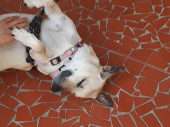 Cachorro ra a Srd idade 5 anos nome Mimi