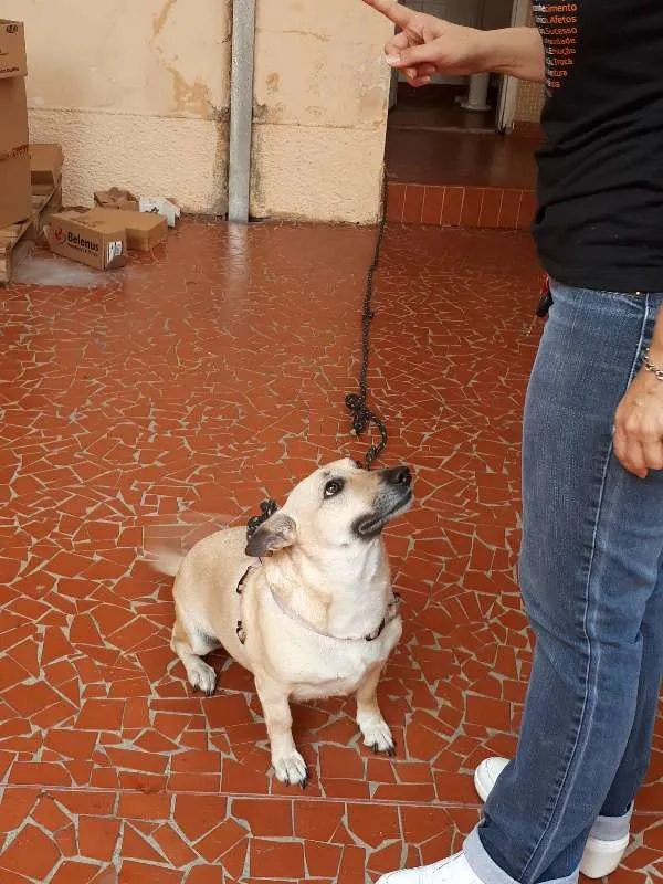 Cachorro ra a Srd idade 5 anos nome Mimi