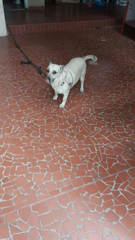 Cachorro ra a Srd idade 5 anos nome Mimi