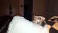 Mimi