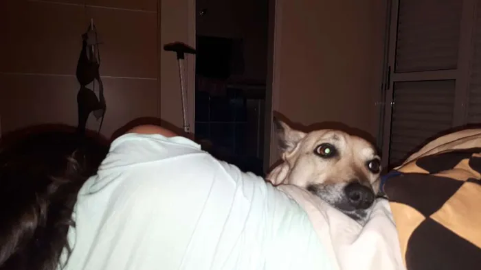 Cachorro ra a Srd idade 5 anos nome Mimi